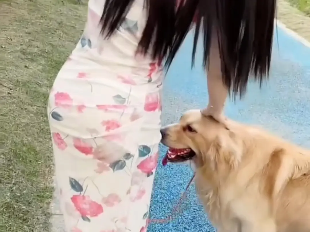 免费获取《抖音香香公主与爱犬金毛》科普视频，高清无广告在线观看，抖音香香公主与爱犬金毛直播回放网盘资源持续有效！