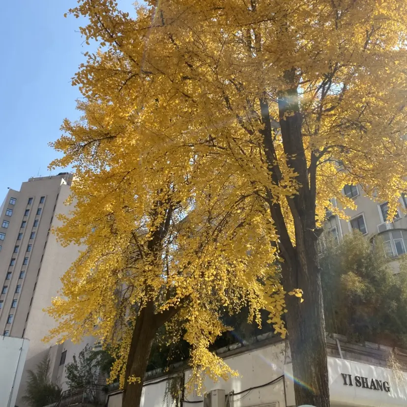 浪漫感官典藏！女性向《silk_labo系列》1080P全集-百度网盘独家资源-高清无删减版