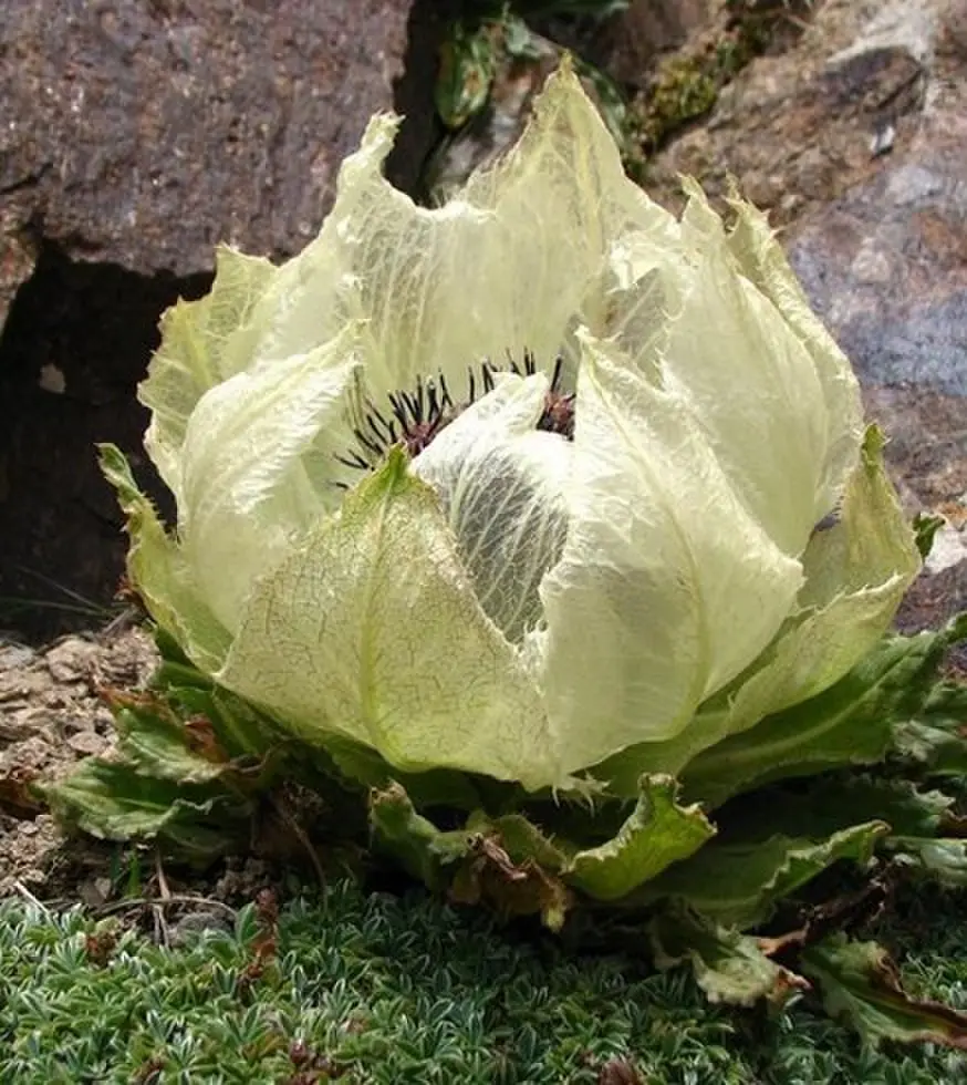 《禁忌凝视》